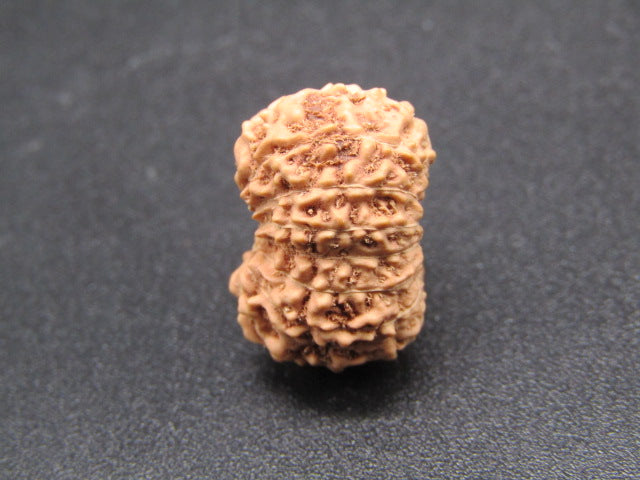 15 Mukhi Indonesia Natural Rudraksha 17.11 mm Rudraksha Report No. RDQ0044295