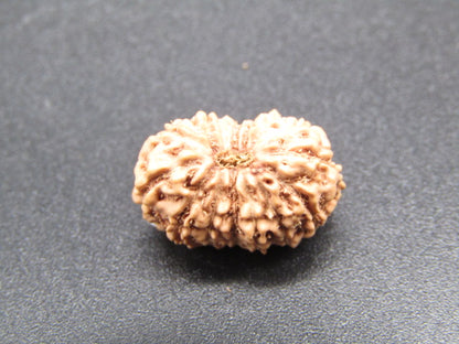 15 Mukhi Indonesia Natural Rudraksha 17.11 mm Rudraksha Report No. RDQ0044295