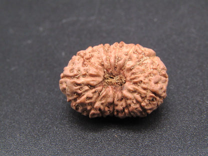14 Mukhi Indonesia Natural Rudraksha 20.80 mm Rudraksha Report No. RDQ0044296