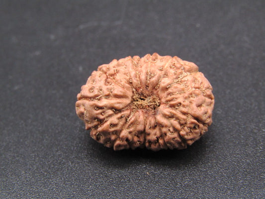 14 Mukhi Indonesia Natural Rudraksha 20.80 mm Rudraksha Report No. RDQ0044296