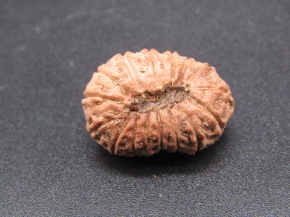 14 Mukhi Indonesia Natural Rudraksha 20.80 mm Rudraksha Report No. RDQ0044296