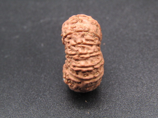 14 Mukhi Indonesia Natural Rudraksha 20.80 mm Rudraksha Report No. RDQ0044296