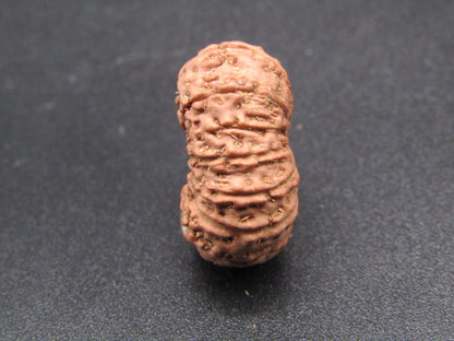 14 Mukhi Indonesia Natural Rudraksha 20.80 mm Rudraksha Report No. RDQ0044296