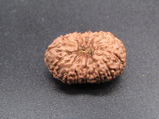 14 Mukhi Indonesia Natural Rudraksha 20.80 mm Rudraksha Report No. RDQ0044296
