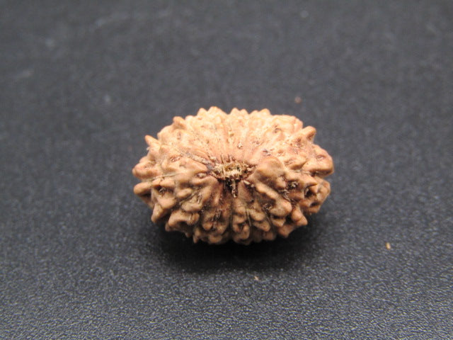 15 Mukhi Indonesia Natural Rudraksha 17.30 mm Rudraksha Report No. RDQ0044297