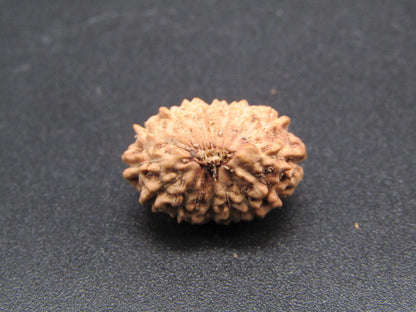 15 Mukhi Indonesia Natural Rudraksha 17.30 mm Rudraksha Report No. RDQ0044297
