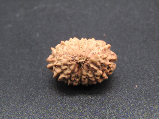 15 Mukhi Indonesia Natural Rudraksha 17.30 mm Rudraksha Report No. RDQ0044297