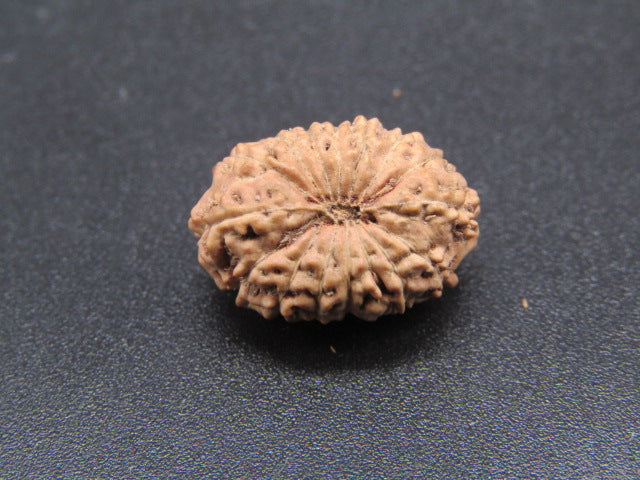 15 Mukhi Indonesia Natural Rudraksha 17.30 mm Rudraksha Report No. RDQ0044297