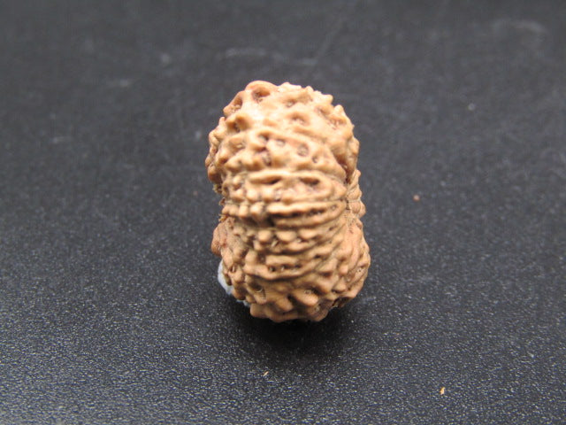 15 Mukhi Indonesia Natural Rudraksha 17.30 mm Rudraksha Report No. RDQ0044297