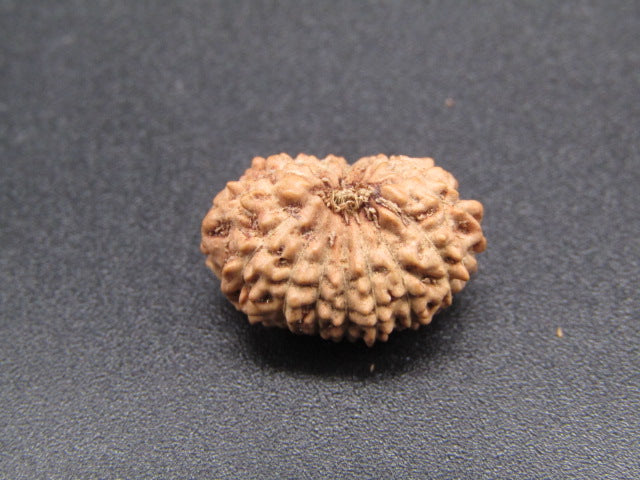 15 Mukhi Indonesia Natural Rudraksha 17.30 mm Rudraksha Report No. RDQ0044297