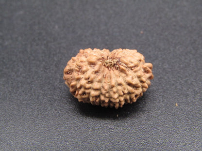 15 Mukhi Indonesia Natural Rudraksha 17.30 mm Rudraksha Report No. RDQ0044297