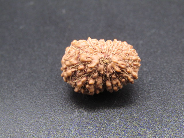 15 Mukhi Indonesia Natural Rudraksha 16.62 mm Rudraksha Report No. RDQ0044298