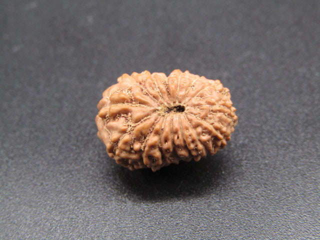 15 Mukhi Indonesia Natural Rudraksha 16.62 mm Rudraksha Report No. RDQ0044298