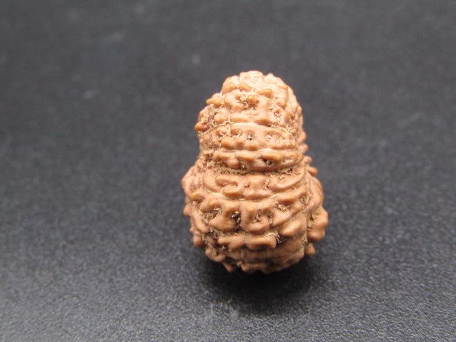 15 Mukhi Indonesia Natural Rudraksha 16.62 mm Rudraksha Report No. RDQ0044298