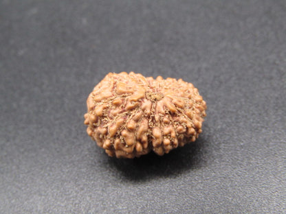 15 Mukhi Indonesia Natural Rudraksha 16.62 mm Rudraksha Report No. RDQ0044298
