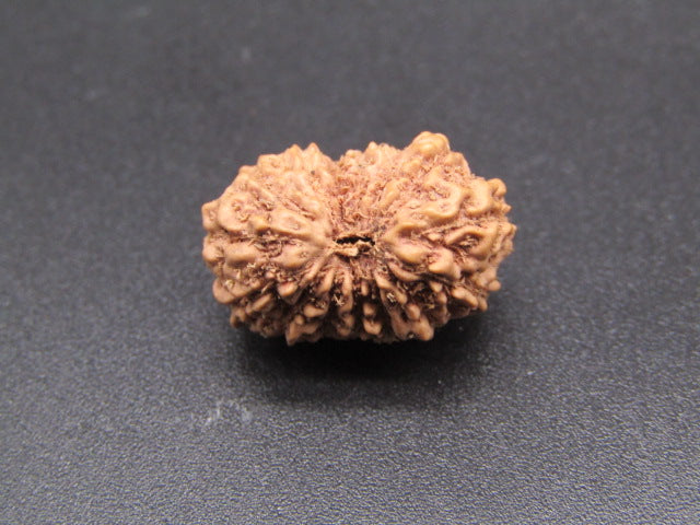 15 Mukhi Indonesia Natural Rudraksha 19.00 mm Rudraksha Report No. RDQ0044299