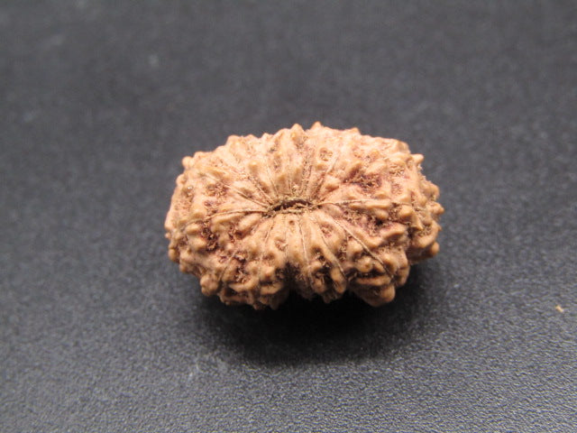 15 Mukhi Indonesia Natural Rudraksha 19.00 mm Rudraksha Report No. RDQ0044299