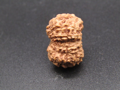 15 Mukhi Indonesia Natural Rudraksha 19.00 mm Rudraksha Report No. RDQ0044299
