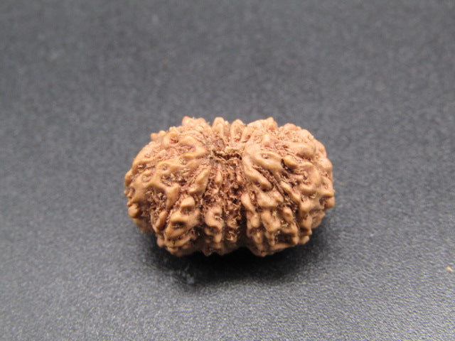 15 Mukhi Indonesia Natural Rudraksha 19.00 mm Rudraksha Report No. RDQ0044299