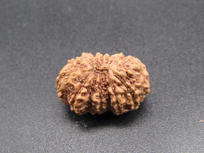 15 Mukhi Indonesia Natural Rudraksha 19.00 mm Rudraksha Report No. RDQ0044299