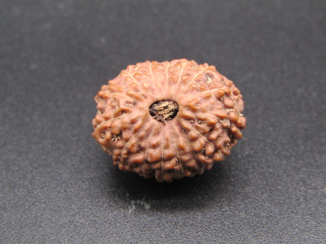 15 Mukhi Indonesia Natural Rudraksha 19.35 mm Rudraksha Report No. RDQ0044300