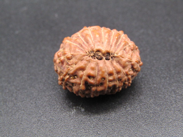 15 Mukhi Indonesia Natural Rudraksha 19.35 mm Rudraksha Report No. RDQ0044300