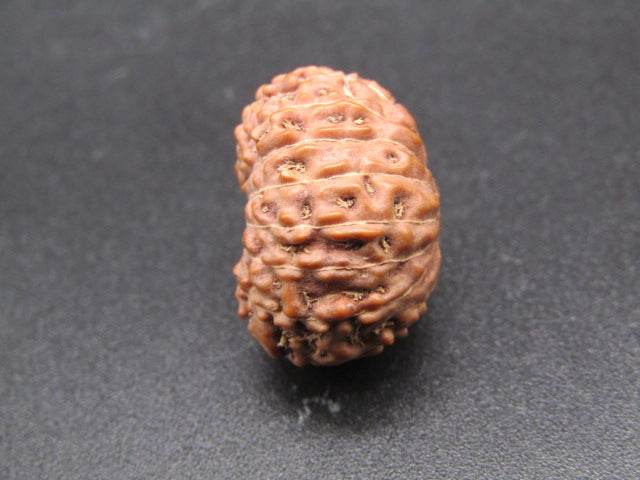 15 Mukhi Indonesia Natural Rudraksha 19.35 mm Rudraksha Report No. RDQ0044300