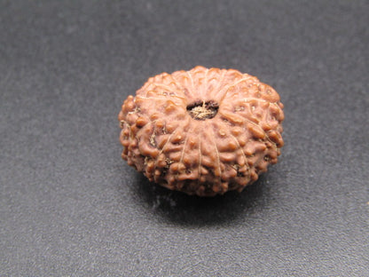 15 Mukhi Indonesia Natural Rudraksha 19.35 mm Rudraksha Report No. RDQ0044300