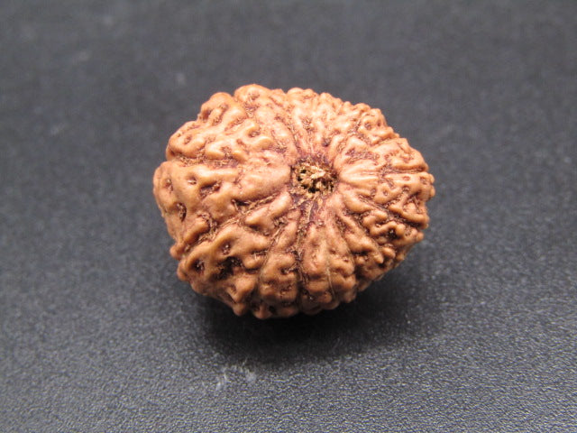 15 Mukhi Indonesia Natural Rudraksha 19.64 mm Rudraksha Report No. RDQ0044301