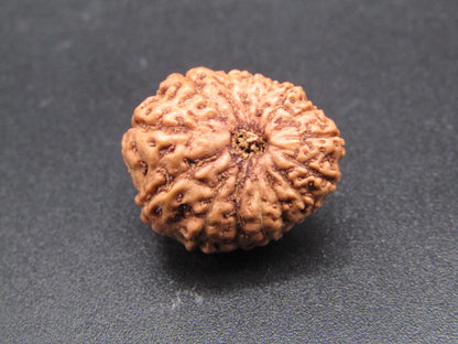 15 Mukhi Indonesia Natural Rudraksha 19.64 mm Rudraksha Report No. RDQ0044301