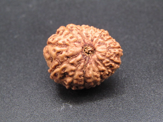 15 Mukhi Indonesia Natural Rudraksha 19.64 mm Rudraksha Report No. RDQ0044301