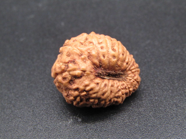 15 Mukhi Indonesia Natural Rudraksha 19.64 mm Rudraksha Report No. RDQ0044301