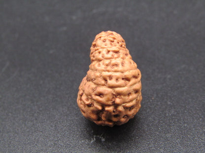 15 Mukhi Indonesia Natural Rudraksha 19.64 mm Rudraksha Report No. RDQ0044301