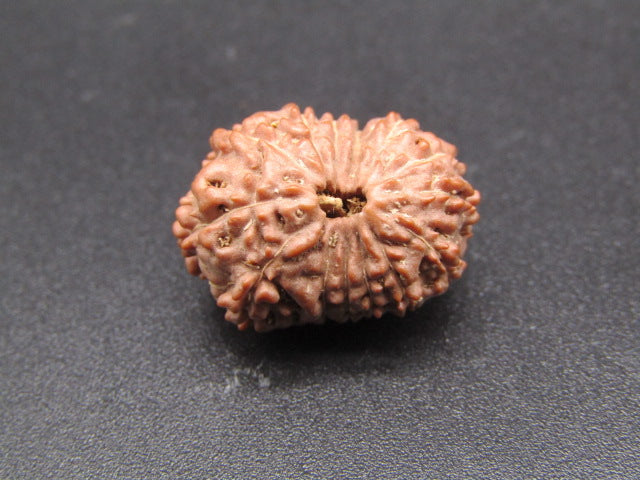 15 Mukhi Indonesia Natural Rudraksha 19.35 mm Rudraksha Report No. RDQ0044302