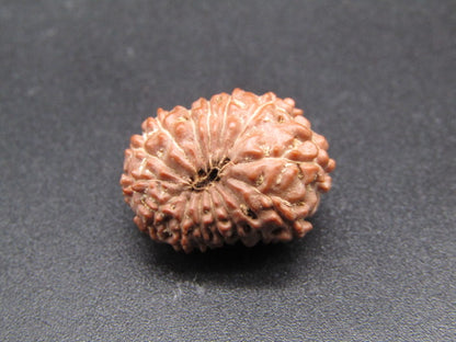 15 Mukhi Indonesia Natural Rudraksha 19.35 mm Rudraksha Report No. RDQ0044302