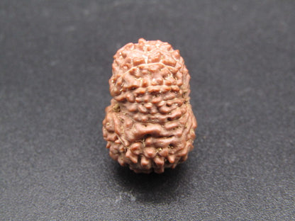 15 Mukhi Indonesia Natural Rudraksha 19.35 mm Rudraksha Report No. RDQ0044302