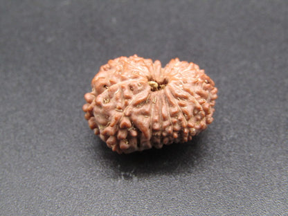 15 Mukhi Indonesia Natural Rudraksha 19.35 mm Rudraksha Report No. RDQ0044302