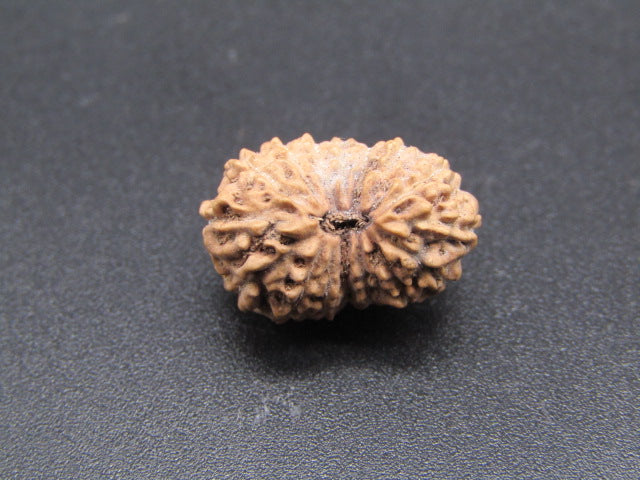 15 Mukhi Indonesia Natural Rudraksha 17.30 mm Rudraksha Report No. RDQ0044304