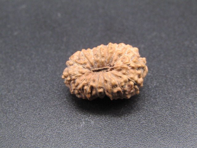 15 Mukhi Indonesia Natural Rudraksha 17.30 mm Rudraksha Report No. RDQ0044304