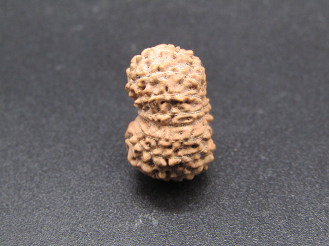 15 Mukhi Indonesia Natural Rudraksha 17.30 mm Rudraksha Report No. RDQ0044304