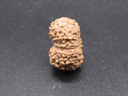 15 Mukhi Indonesia Natural Rudraksha 17.30 mm Rudraksha Report No. RDQ0044304