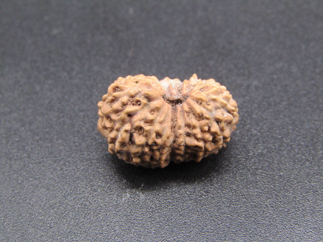 15 Mukhi Indonesia Natural Rudraksha 17.30 mm Rudraksha Report No. RDQ0044304