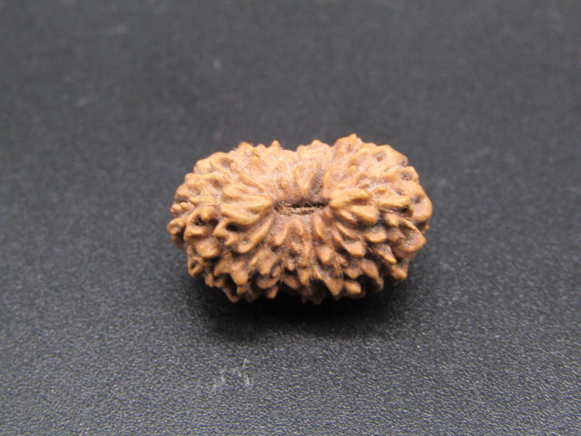14 Mukhi Indonesia Natural Rudraksha 18.13 mm Rudraksha Report No. RDQ0044305