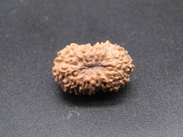 14 Mukhi Indonesia Natural Rudraksha 18.13 mm Rudraksha Report No. RDQ0044305
