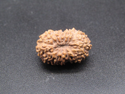 14 Mukhi Indonesia Natural Rudraksha 18.13 mm Rudraksha Report No. RDQ0044305