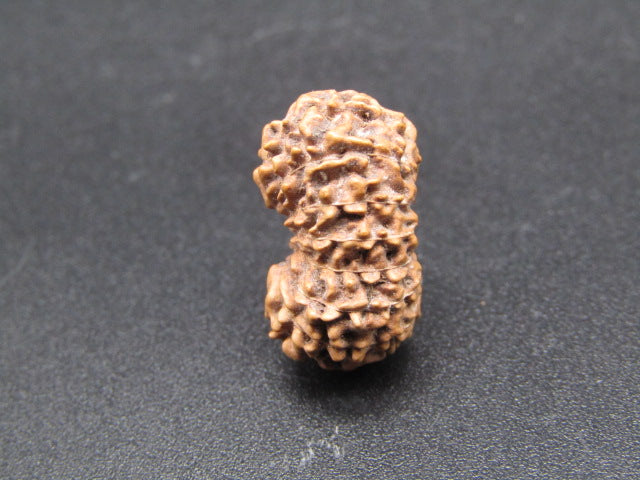 14 Mukhi Indonesia Natural Rudraksha 18.13 mm Rudraksha Report No. RDQ0044305