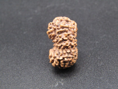 14 Mukhi Indonesia Natural Rudraksha 18.13 mm Rudraksha Report No. RDQ0044305