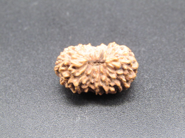 14 Mukhi Indonesia Natural Rudraksha 18.13 mm Rudraksha Report No. RDQ0044305