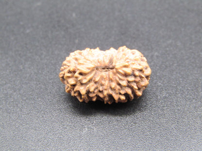 14 Mukhi Indonesia Natural Rudraksha 18.13 mm Rudraksha Report No. RDQ0044305