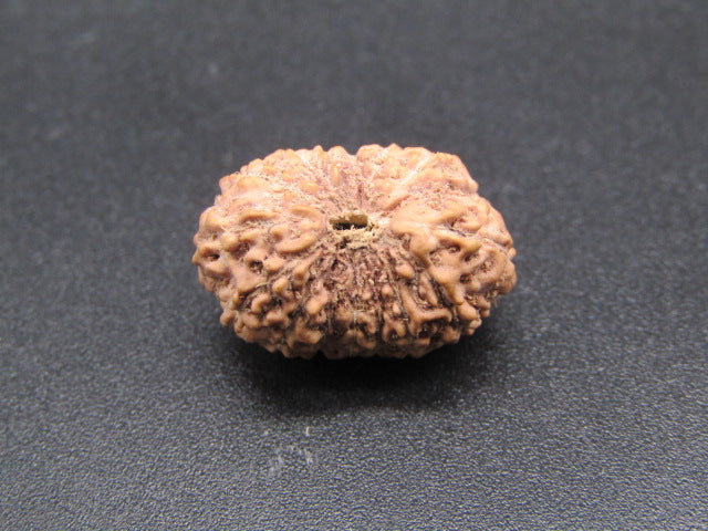 16 Mukhi Indonesia Natural Rudraksha 18.30 mm Rudraksha Report No. RDQ0044306